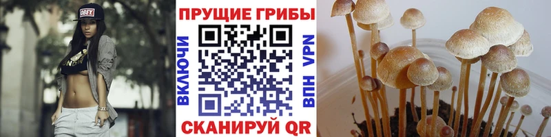 сайты даркнета клад  ссылка на мегу ссылка  Урус-Мартан  Галлюциногенные грибы MAGIC MUSHROOMS 
